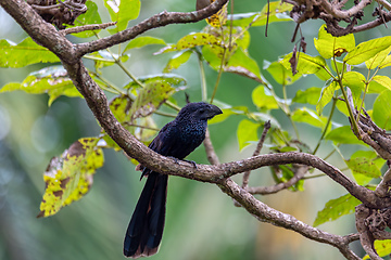 Image showing Bird, groove-billed ani, Crotophaga sulcirostris, Guanacaste Costa Rica