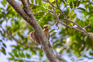 Image showing Hoffmann's woodpecker - Melanerpes hoffmannii. Refugio de Vida Silvestre Cano Negro, Wildlife and birdwatching in Costa Rica.