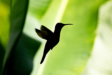 Image showing Silhouette of Rufous-tailed hummingbird - Amazilia tzacatl. Refugio de Vida Silvestre Cano Negro, Wildlife and bird watching in Costa Rica.