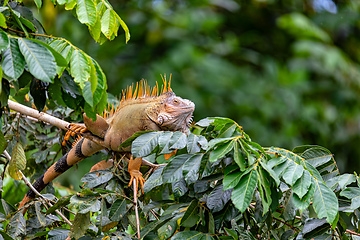 Image showing Green iguana - Iguana iguana, Refugio de Vida Silvestre Cano Negro, Wildlife and birdwatching in Costa Rica.