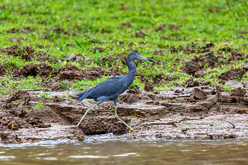 Image showing Little blue heron - Egretta caerulea, Wildlife and birdwatching in Costa Rica.