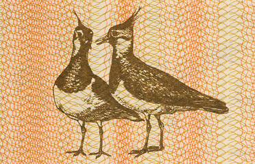 Image showing Pair of Eurasian Lapwings