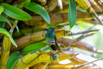 Image showing Rufous-tailed hummingbird - Amazilia tzacatl. Refugio de Vida Silvestre Cano Negro, Wildlife and bird watching in Costa Rica.