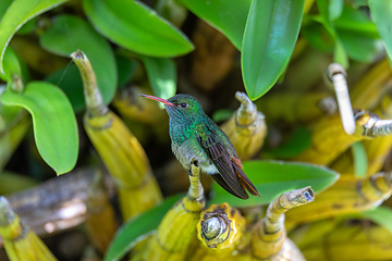 Image showing Rufous-tailed hummingbird - Amazilia tzacatl. Refugio de Vida Silvestre Cano Negro, Wildlife and bird watching in Costa Rica.