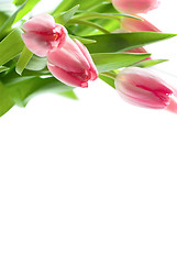 Image showing Fresh pink tulips