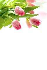 Image showing Fresh pink tulips