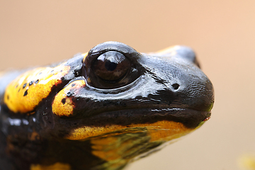 Image showing closeup of salamandra head