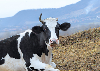 Image showing curious cow looking at the camera