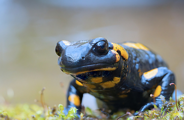 Image showing cute salamander looking at the camera