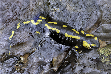 Image showing fire salamander in mating season