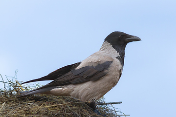 Image showing hooded crow on top of a haystack