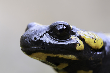 Image showing macro portrait of beautiful salamander