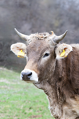 Image showing portrait of a cow at the farm