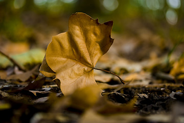 Image showing Autumn Leaves