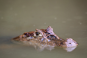 Image showing Spectacled caiman, Caiman crocodilus Cano Negro, Costa Rica.