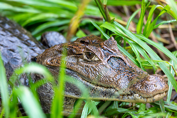 Image showing Spectacled caiman, Caiman crocodilus Cano Negro, Costa Rica.