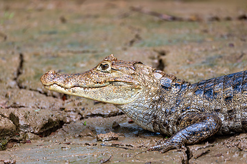 Image showing Spectacled caiman, Caiman crocodilus Cano Negro, Costa Rica.