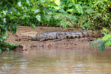 Image showing Spectacled caiman, Caiman crocodilus Cano Negro, Costa Rica.