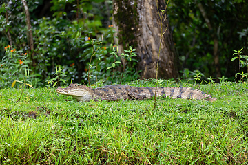 Image showing Spectacled caiman, Caiman crocodilus Cano Negro, Costa Rica.