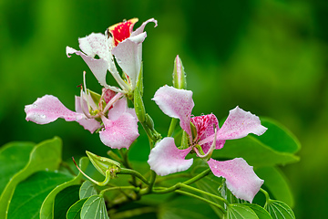 Image showing Bauhinia monandra is a species of leguminous trees. Refugio de Vida Silvestre Cano Negro, Costa Rica.