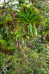 Image showing Refugio de Vida Silvestre Cano Negro rainforest, Costa Rica wilderness landscape.