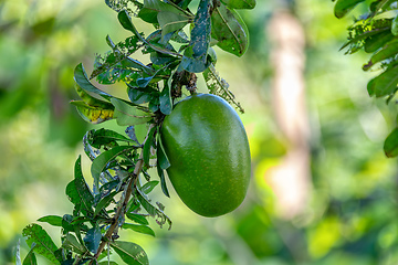 Image showing Calabash Tree, Crescentia cujete, Nicoya peninsula, Costa Ric