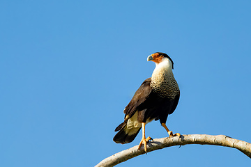 Image showing Crested caracara, Caracara plancus, Puntarenas Costa Rica