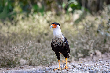 Image showing Crested caracara, Caracara plancus, Puntarenas Costa Rica