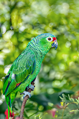 Image showing Finschs parakeet - Psittacara finschi, Refugio de Vida Silvestre Cano Negro, Wildlife and bird watching in Costa Rica.