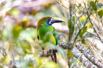 Image showing Emerald toucanet - Aulacorhynchus prasinus, San Gerardo, Costa Rica