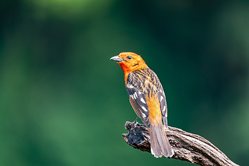 Image showing Flame-colored tanager male, Piranga bidentata, San Gerardo de Dota, Costa Rica