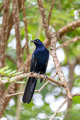 Image showing Great-tailed grackle or Mexican grackle, Quiscalus mexicanus. Manuel Antonio, Costa Rica