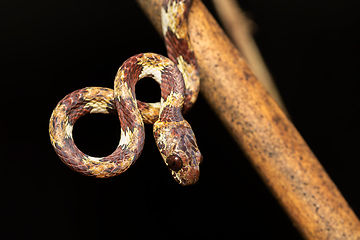 Image showing IImantodes cenchoa, mildly venomous, rear-fanged snake. Tortuguero Costa Rica Wildlife