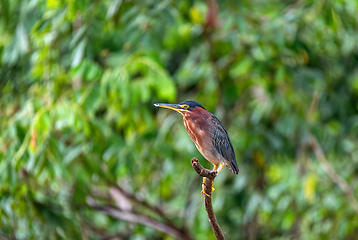 Image showing Little blue heron, Egretta caerulea, Refugio de Vida Silvestre Cano Negro, Wildlife and bird watching in Costa Rica.