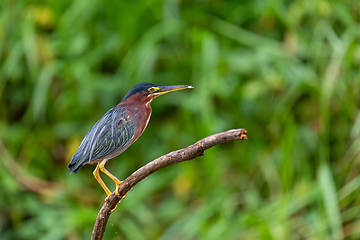 Image showing Little blue heron, Egretta caerulea, Refugio de Vida Silvestre Cano Negro, Wildlife and bird watching in Costa Rica.