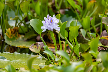 Image showing Pontederia crassipes, Aquatic plant. Curu Wildlife Reserve, Costa Rica wildlife