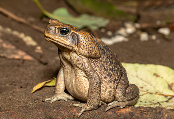 Image showing Rhinella horribilis, giant toad. Tortuguero Costa Rica Wildlife