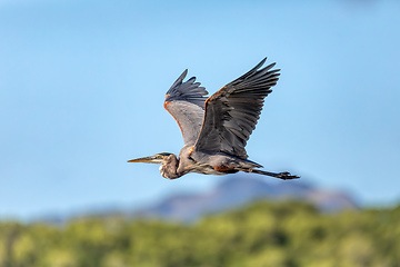 Image showing Great blue heron - Ardea herodias, Costa Rica