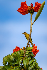 Image showing Scarlet-rumped tanager female - Ramphocelus passerinii, Refugio de Vida Silvestre Cano Negro, Wildlife and bird watching in Costa Rica.