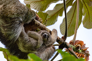 Image showing Female of pale-throated sloth - Bradypus tridactylus with baby hanged top of the tree, La Fortuna, Costa Rica wildlife