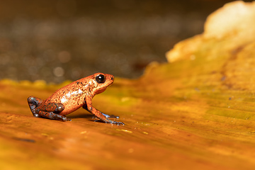 Image showing Strawberry poison-dart frog, Oophaga pumilio, formerly Dendrobates pumilio, Tortuguero, Costa Rica wildlife