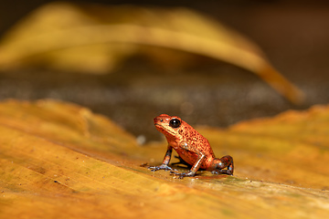 Image showing Strawberry poison-dart frog, Oophaga pumilio, formerly Dendrobates pumilio, Tortuguero, Costa Rica wildlife