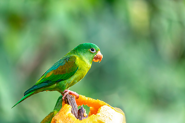 Image showing Small green parrot Tirika tovi - Brotogeris jugularis, tirika tovi, Costa Rica.