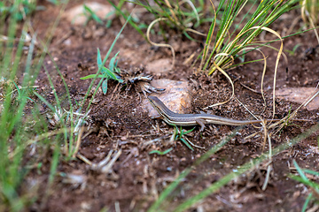 Image showing Elegant mabuya - Trachylepis elegans, endemic species of skink. Madagascar Wildlife