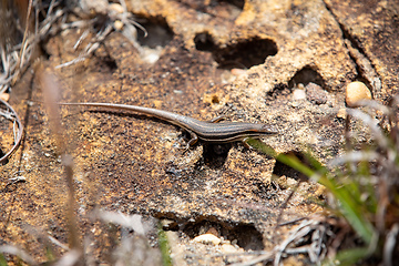 Image showing Gravenhorst's mabuya, Trachylepis gravenhorstii, Ambalavao Andringitra National Park. Madagascar wildlife