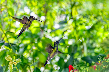 Image showing Violet-headed hummingbird - Klais guimeti, San Gerardo de Dota, Costa Rica.