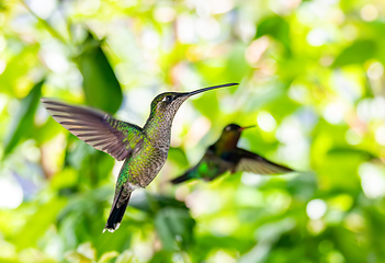 Image showing Violet-headed hummingbird - Klais guimeti, San Gerardo de Dota, Costa Rica.