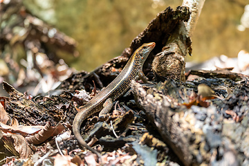 Image showing Madagascar girdled lizard or Madagascar plated lizard - Zonosaurus madagascariensis, Tsingy De Bemaraha, Madagascar wildlife animal