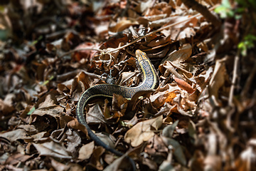 Image showing Madagascar girdled lizard or Madagascar plated lizard - Zonosaurus madagascariensis, Anja community reserve, Madagascar wildlife animal