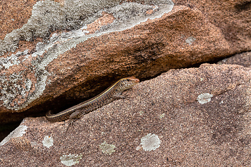 Image showing Madagascar girdled lizard or Madagascar plated lizard - Zonosaurus madagascariensis, Ambalavao Andringitra National Park. Madagascar wildlife